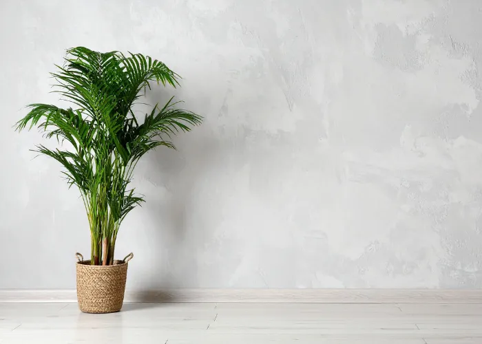 Khám phá vẻ đẹp nhiệt đới của cây Cau Hawaii – cây cảnh nội thất được ưa chuộng