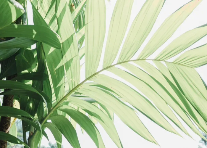 Khám phá vẻ đẹp nhiệt đới của cây Cau Hawaii – cây cảnh nội thất được ưa chuộng