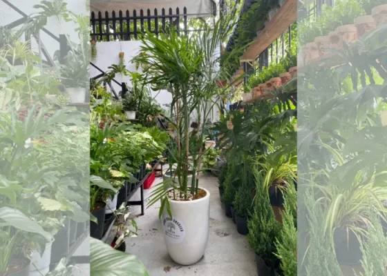 Thuê cây Cau Hawaii trang trí sự kiện, hội nghị – sang trọng và tự nhiên
