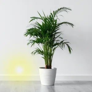 Khám phá vẻ đẹp nhiệt đới của cây Cau Hawaii – cây cảnh nội thất được ưa chuộng