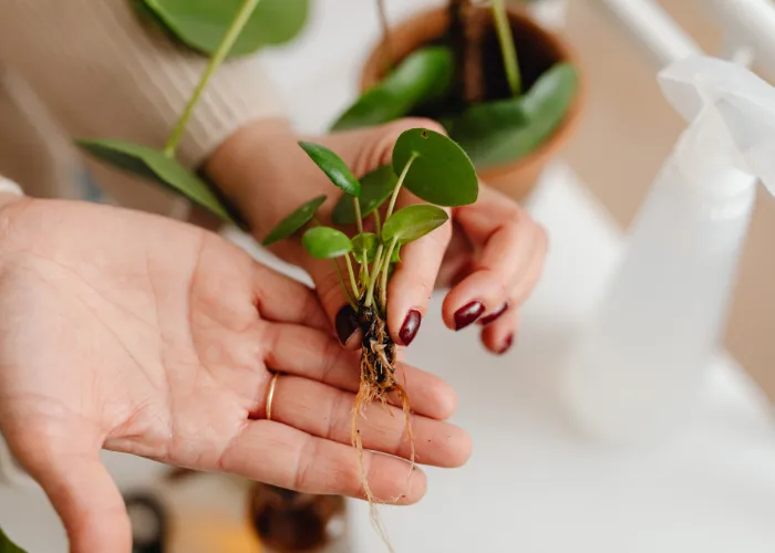 3 BƯỚC PHỤC HỒI CHẬU CÂY BỊ HÉO DO THIẾU NƯỚC