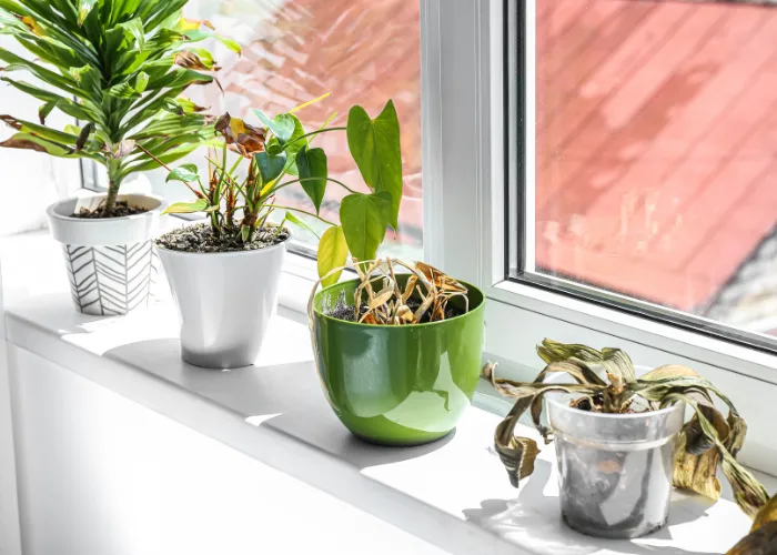 3 BƯỚC PHỤC HỒI CHẬU CÂY BỊ HÉO DO THIẾU NƯỚC