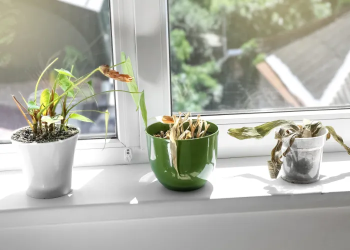 Rễ Cây Giống Như “Phổi” – Nếu Đất Luôn Ướt Sũng, Rễ Sẽ Không Thở Được