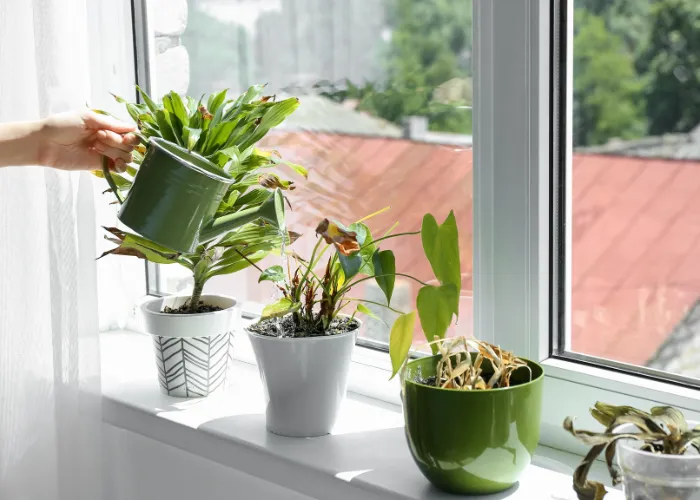 3 BƯỚC PHỤC HỒI CHẬU CÂY BỊ HÉO DO THIẾU NƯỚC