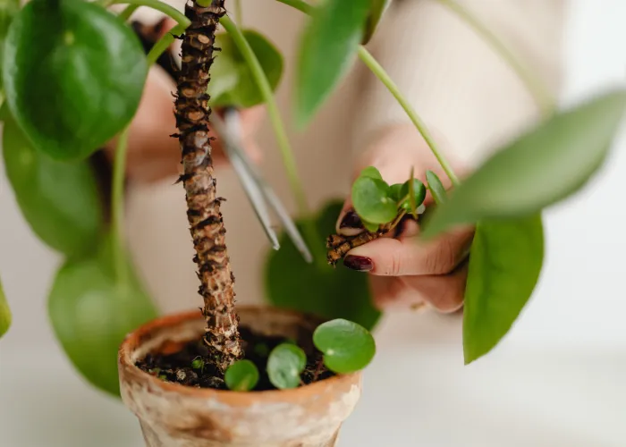 3 BƯỚC PHỤC HỒI CHẬU CÂY BỊ HÉO DO THIẾU NƯỚC