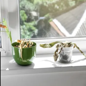 Rễ Cây Giống Như “Phổi” – Nếu Đất Luôn Ướt Sũng, Rễ Sẽ Không Thở Được
