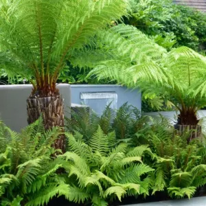 5 Điểm Nổi Bật Của Dương Sỉ Thân Gỗ Cho Cảnh Quan Hiện Đại