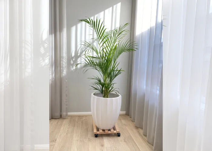 5 kiểu bố trí cây xanh giúp phòng nhỏ nhìn rộng hơn
