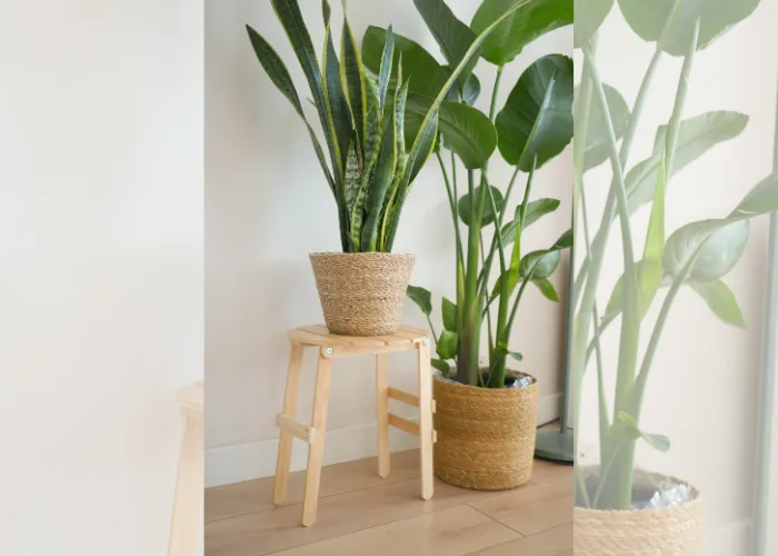 5 kiểu bố trí cây xanh giúp phòng nhỏ nhìn rộng hơn