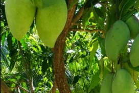 Cây Ăn Trái Sân Vườn: Gợi Ý, Cách Trồng Và Chăm Sóc Hiệu Quả