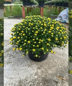 Cúc Mâm Xôi – biểu tượng may mắn và sung túc mỗi dịp Tết