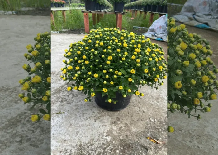 Cúc Mâm Xôi – biểu tượng may mắn và sung túc mỗi dịp Tết