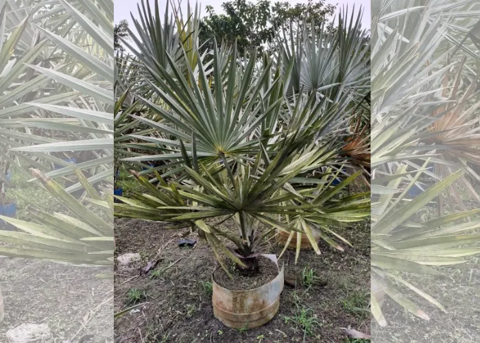 3 Lưu Ý Khi Trồng Cây Cọ Bạc Để Giữ Màu Lá Đẹp 6 3 Lưu Ý Khi Trồng Cây Cọ Bạc Để Giữ Màu Lá Đẹp