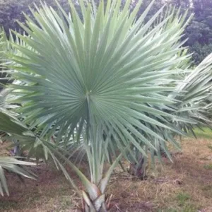 3 Lưu Ý Khi Trồng Cây Cọ Bạc Để Giữ Màu Lá Đẹp