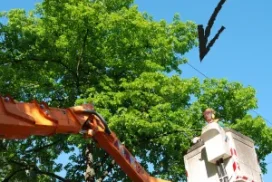 Vì Sao Cây Sau Cắt Tỉa Bị Khô Cành?
