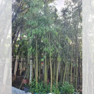 6 Yếu Tố Ảnh Hưởng Đến Dáng Cây Hoàng Nam