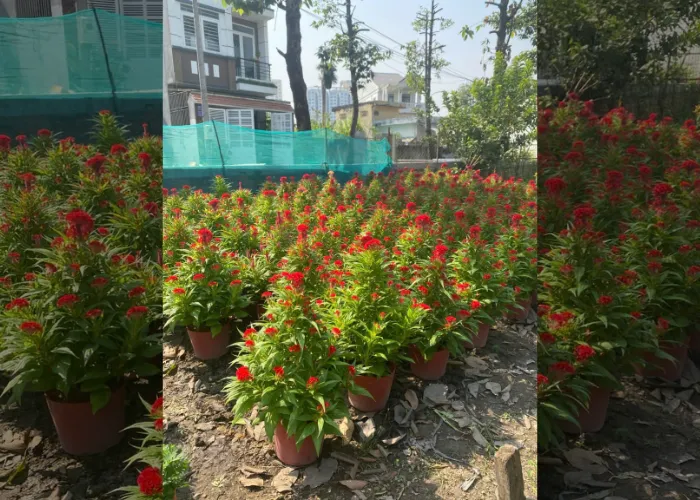 Gợi Ý Các Loại Hoa Ngày Tết Phù Hợp Nhà Phố
