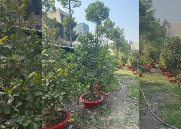 Gợi Ý Các Loại Hoa Ngày Tết Phù Hợp Nhà Phố