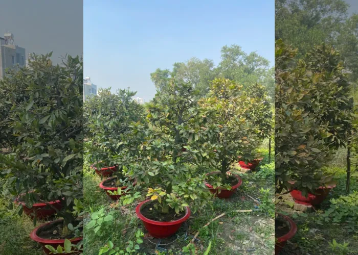Gợi Ý Các Loại Hoa Ngày Tết Phù Hợp Nhà Phố