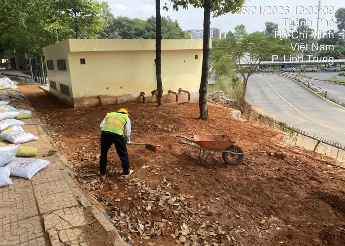 Quy Trình Trồng Cỏ Lá Gừng Thái Chuẩn ONGREEN
