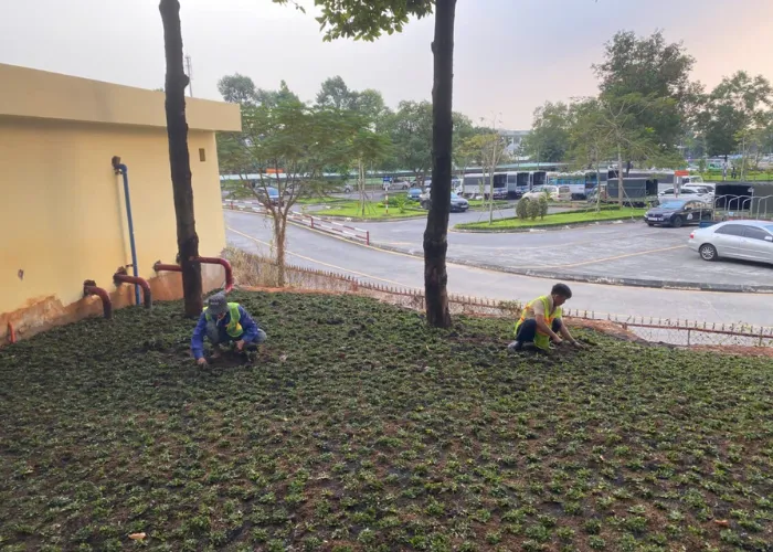 Quy Trình Trồng Cỏ Lá Gừng Thái Chuẩn ONGREEN