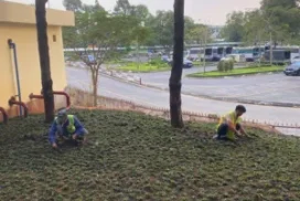 Quy Trình Trồng Cỏ Lá Gừng Thái Chuẩn ONGREEN
