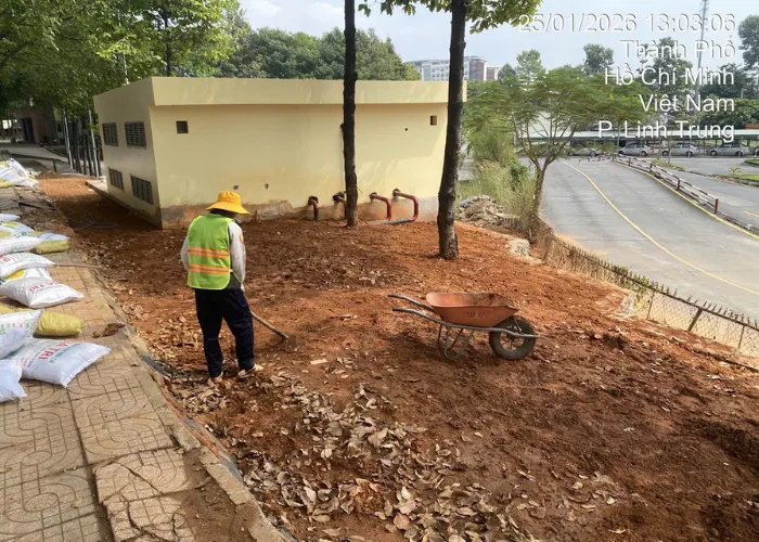 Quy Trình Trồng Cỏ Lá Gừng Thái Chuẩn ONGREEN