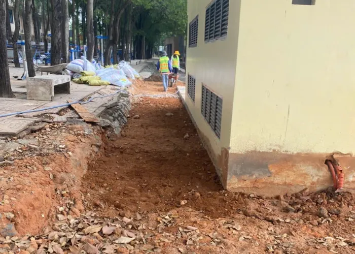 Quy Trình Trồng Cỏ Lá Gừng Thái Chuẩn ONGREEN