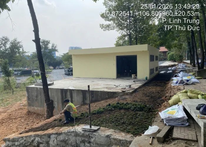 Quy Trình Trồng Cỏ Lá Gừng Thái Chuẩn ONGREEN