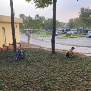 Quy Trình Trồng Cỏ Lá Gừng Thái Chuẩn ONGREEN