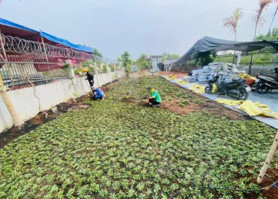Trồng Cỏ Lá Gừng Bao Lâu Thì Bén Rễ ?