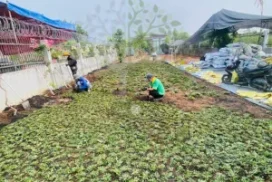 3 Bước Cải Tạo Sân Vườn Với Cỏ Lá Gừng Thái