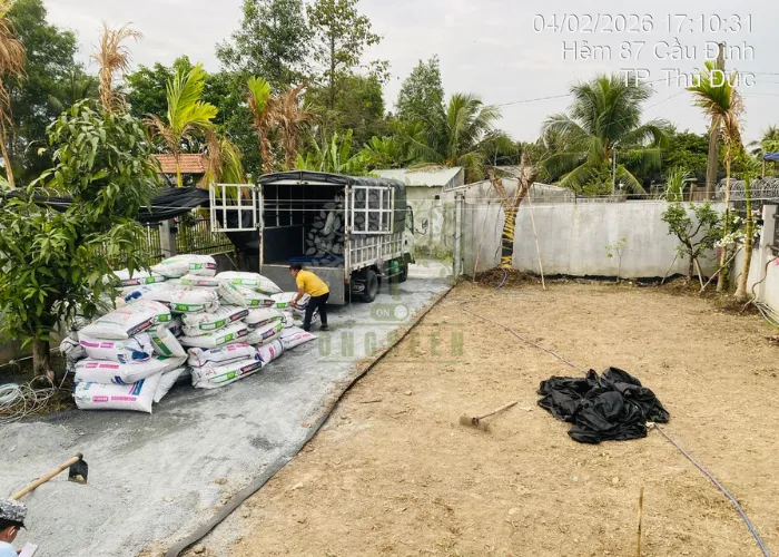 3 Bước Cải Tạo Sân Vườn Với Cỏ Lá Gừng Thái