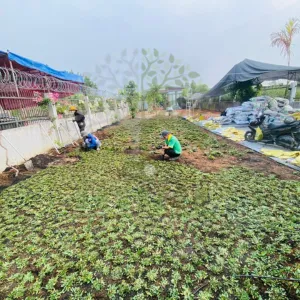 3 Bước Cải Tạo Sân Vườn Với Cỏ Lá Gừng Thái