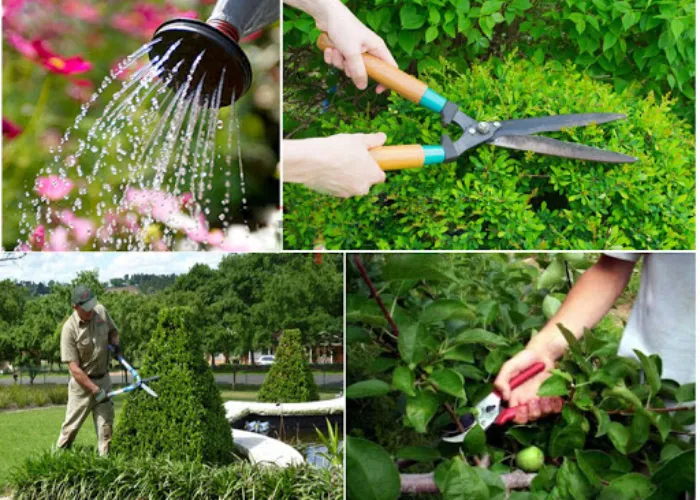 5 Cách Trị Cào Cào Ăn Lá Đơn Giản, Dễ Áp Dụng