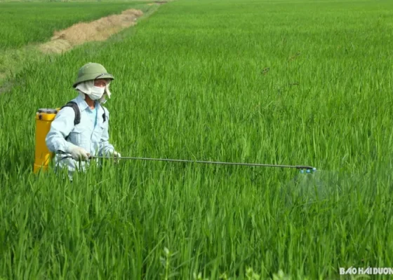 Phun Thuốc Cho Cây Khi Nào Là Tốt Nhất?