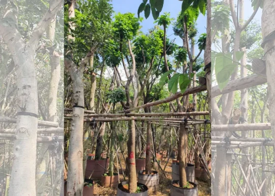 Phong Thủy Cây Lộc Vừng: Ý Nghĩa, Vị Trí Trồng Và Những Điều Cần Lưu Ý