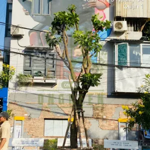 Dịch Vụ Trồng Cây Bóng Mát Cho Sân Vườn Và Công Trình