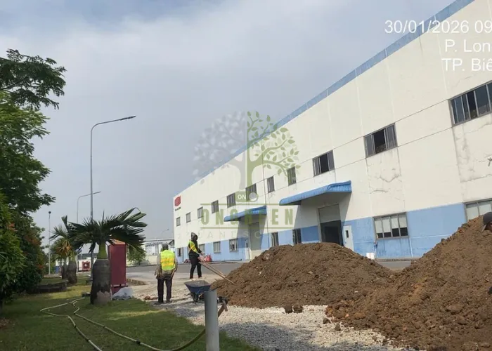Thi Công San Lấp Và Trồng Cỏ Lá Gừng Tại Nhà Máy ESSONS