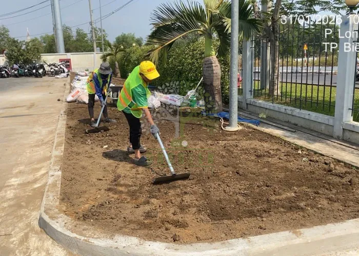 Thi Công San Lấp Và Trồng Cỏ Lá Gừng Tại Nhà Máy ESSONS