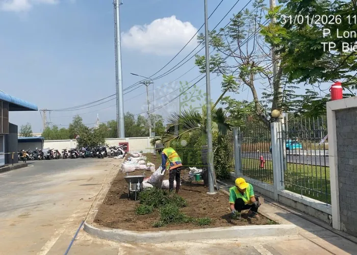 Thi Công San Lấp Và Trồng Cỏ Lá Gừng Tại Nhà Máy ESSONS