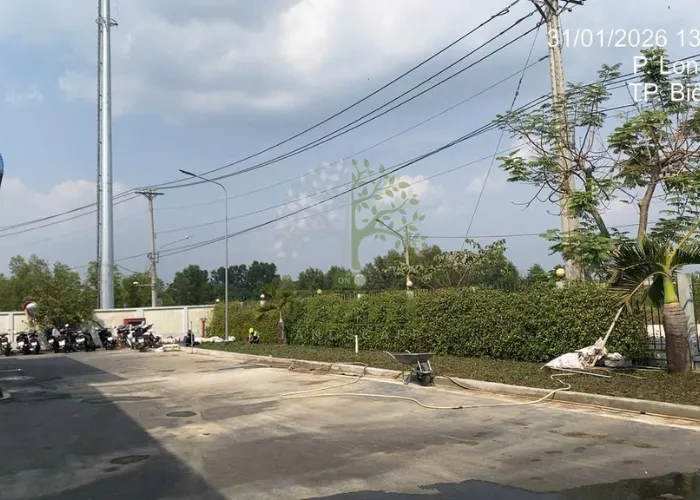 Thi Công San Lấp Và Trồng Cỏ Lá Gừng Tại Nhà Máy ESSONS