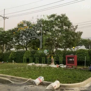 Thi Công San Lấp Và Trồng Cỏ Lá Gừng Tại Nhà Máy ESSONS