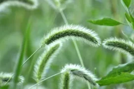 Xử Lý Cỏ Dại Hiệu Quả Cho Sân Vườn Và Thảm Cỏ