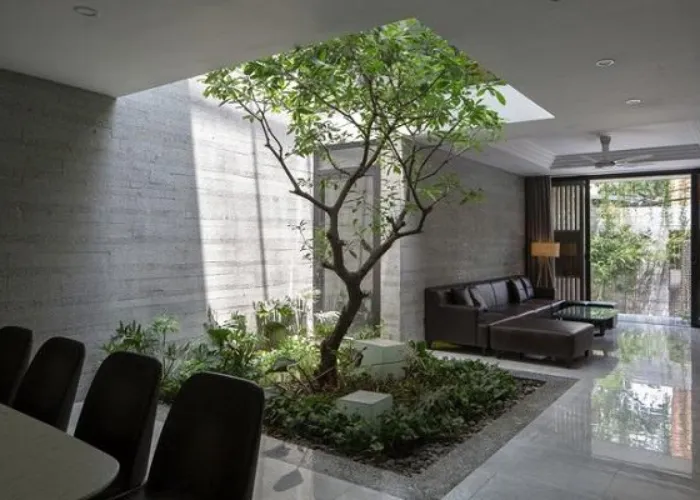 3 Kiểu Trồng Cây Lộc Vừng Giúp Cảnh Quan Nổi Bật