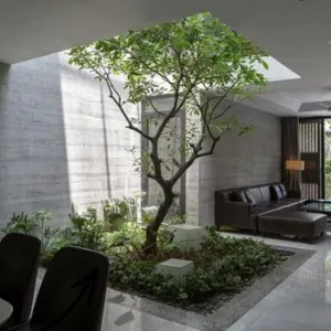 3 Kiểu Trồng Cây Lộc Vừng Giúp Cảnh Quan Nổi Bật