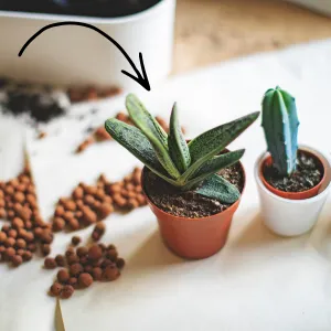 8 Nguyên Nhân Vì Sao Cây Cảnh Dễ Chết Trong Nhà?
