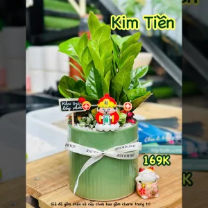 Cây Kim Tiền – Giải pháp cây xanh bền cho phòng máy lạnh 24/24