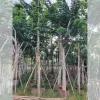 Cung Cấp Cây Giáng Hương Tại Thủ Đức – Uy Tín, Giá Tốt, Cây Đẹp