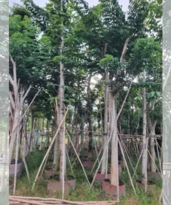 Cung Cấp Cây Giáng Hương Tại Thủ Đức – Uy Tín, Giá Tốt, Cây Đẹp